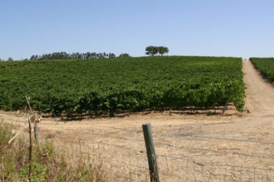 a close up of a dry grass field