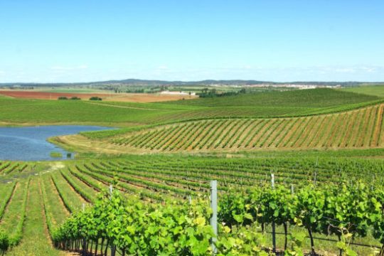 a large green field with trees in the background
