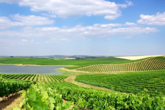 a large green field with trees in the background