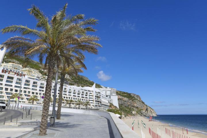 a group of palm trees