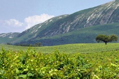 a large green field with a mountain in the background