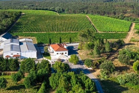 a large green field with trees in the background