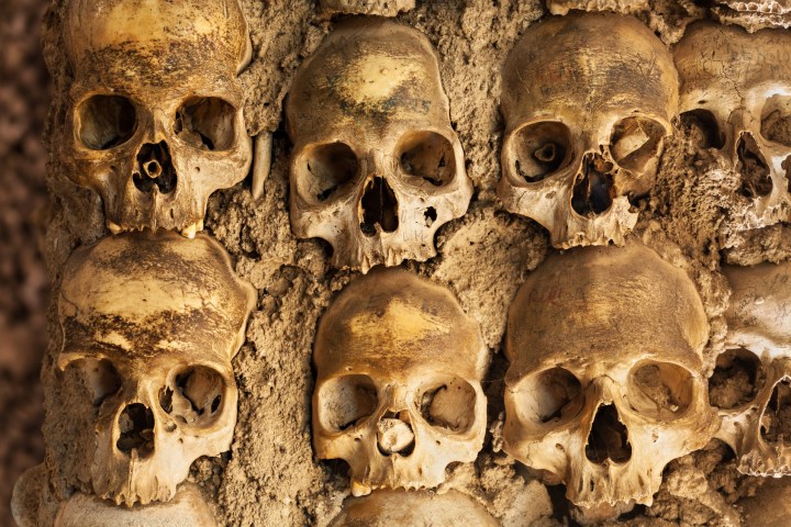 a close up of an animal