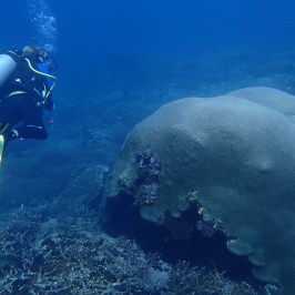 Scuba diver exploring a large coral structure underwater.