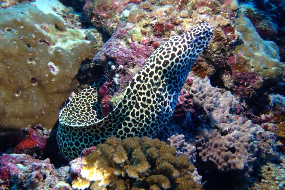 Spotted moray eel among colorful coral reef underwater.
