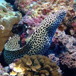 Spotted moray eel among colorful coral reef underwater.