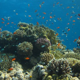 Colorful fish swim around vibrant coral reef in clear blue water.